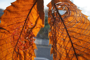 Leaf experiment close up